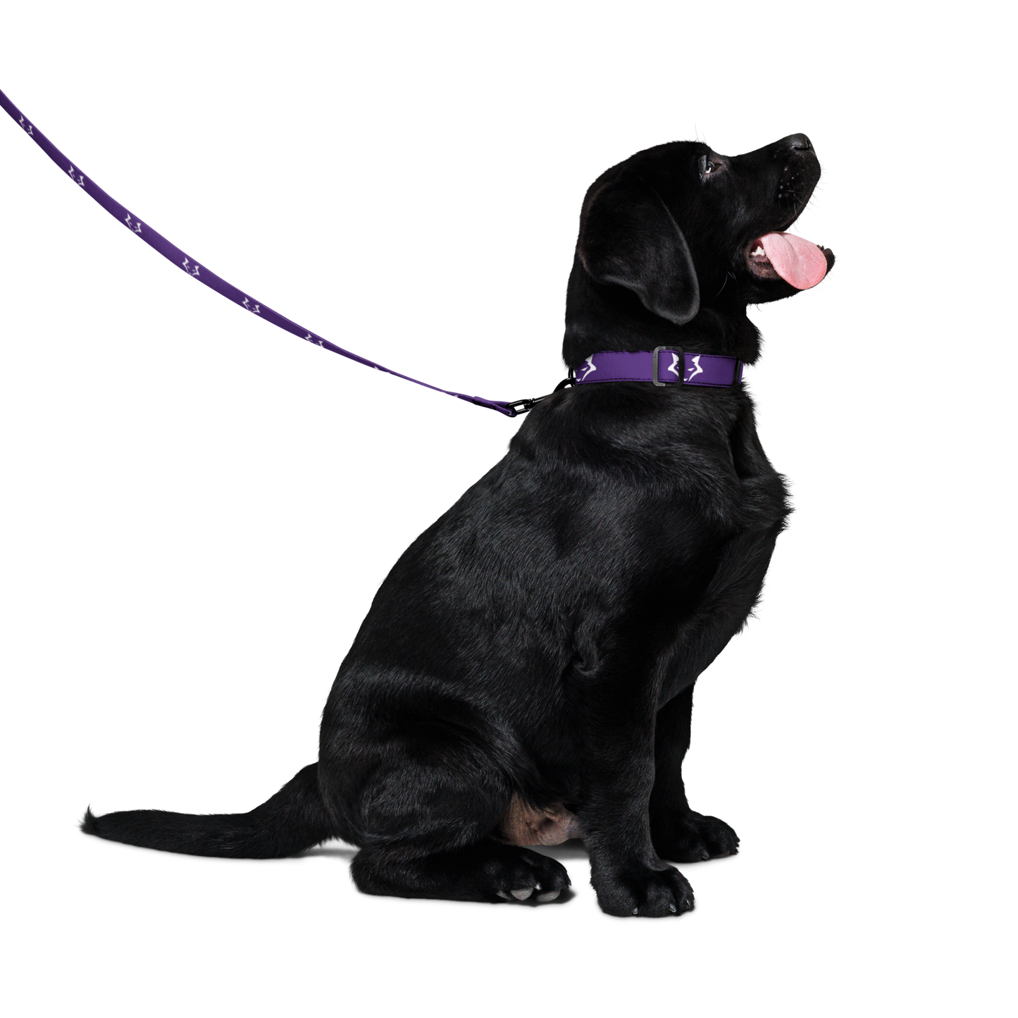 Darkpaw Pet Collar & Leash