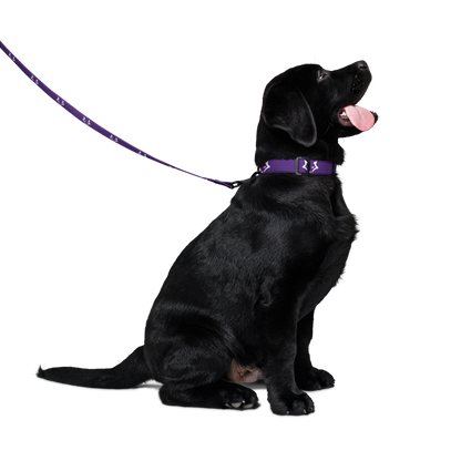 Darkpaw Pet Collar & Leash