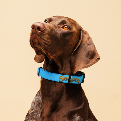 EverQuest® Classic Pet Collar