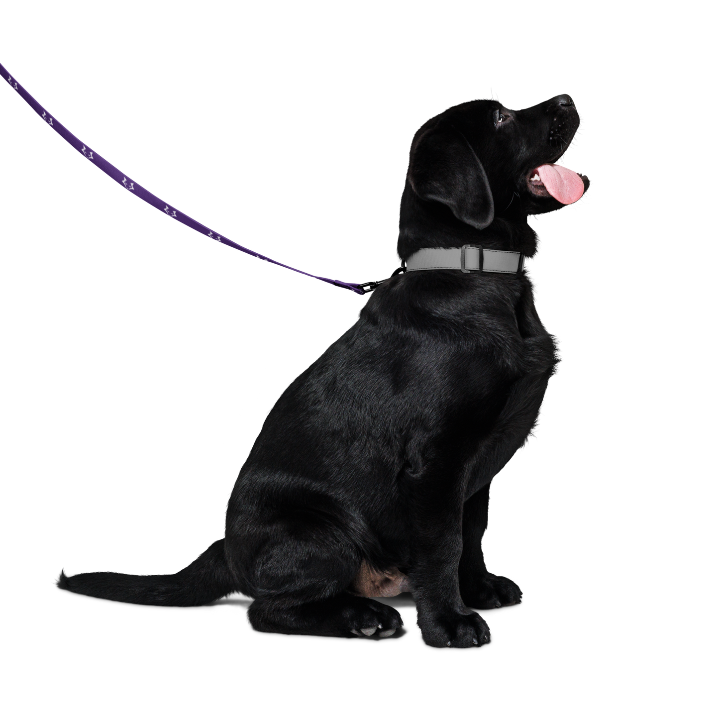 Darkpaw Pet Leash