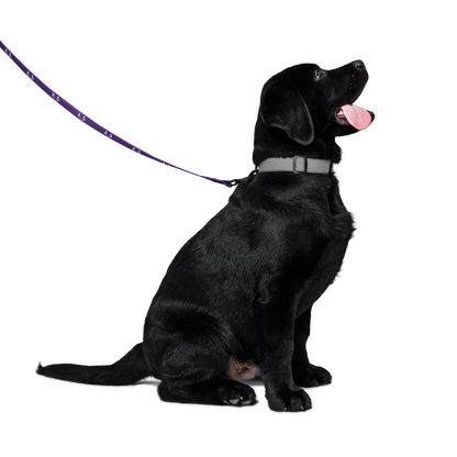 Darkpaw Pet Leash